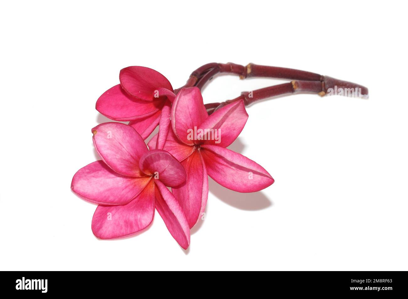 Rose frangipani Plumeria rubra fleurs sur fond blanc Banque D'Images