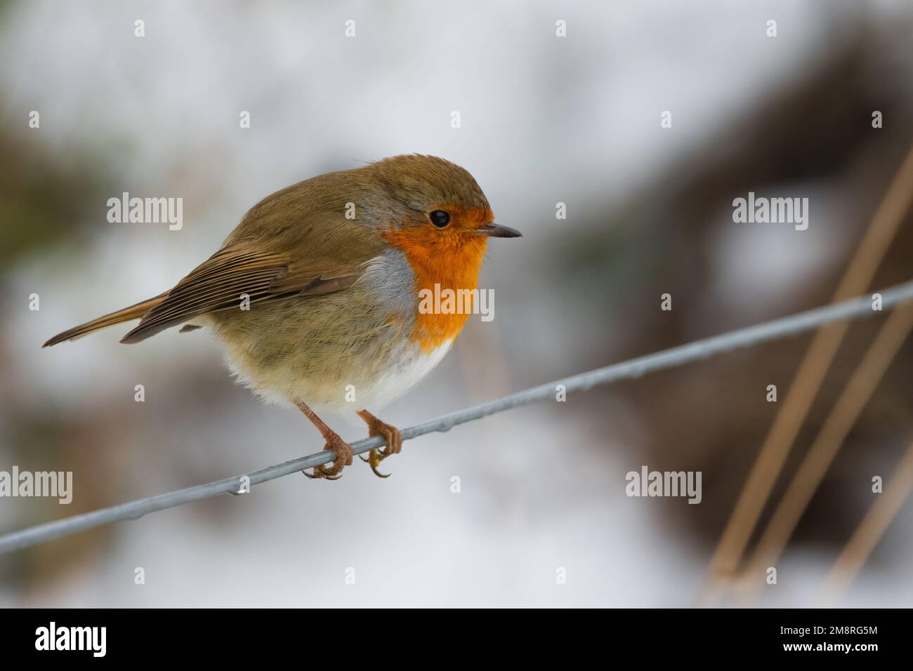 Robin (erithacus rubecula) à Perth, en Écosse. Banque D'Images