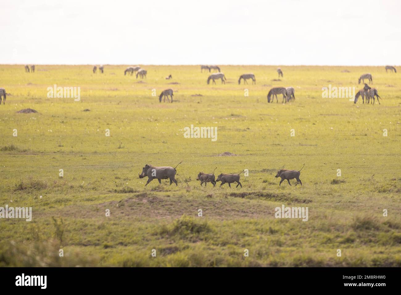 Des warthogs se croisent en face de Zèbres Banque D'Images