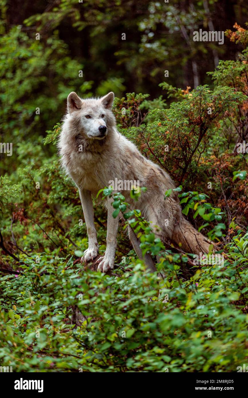 Loup sauvage canadien grimpant une bûche dans la nature sauvage au printemps, en Colombie-Britannique Banque D'Images