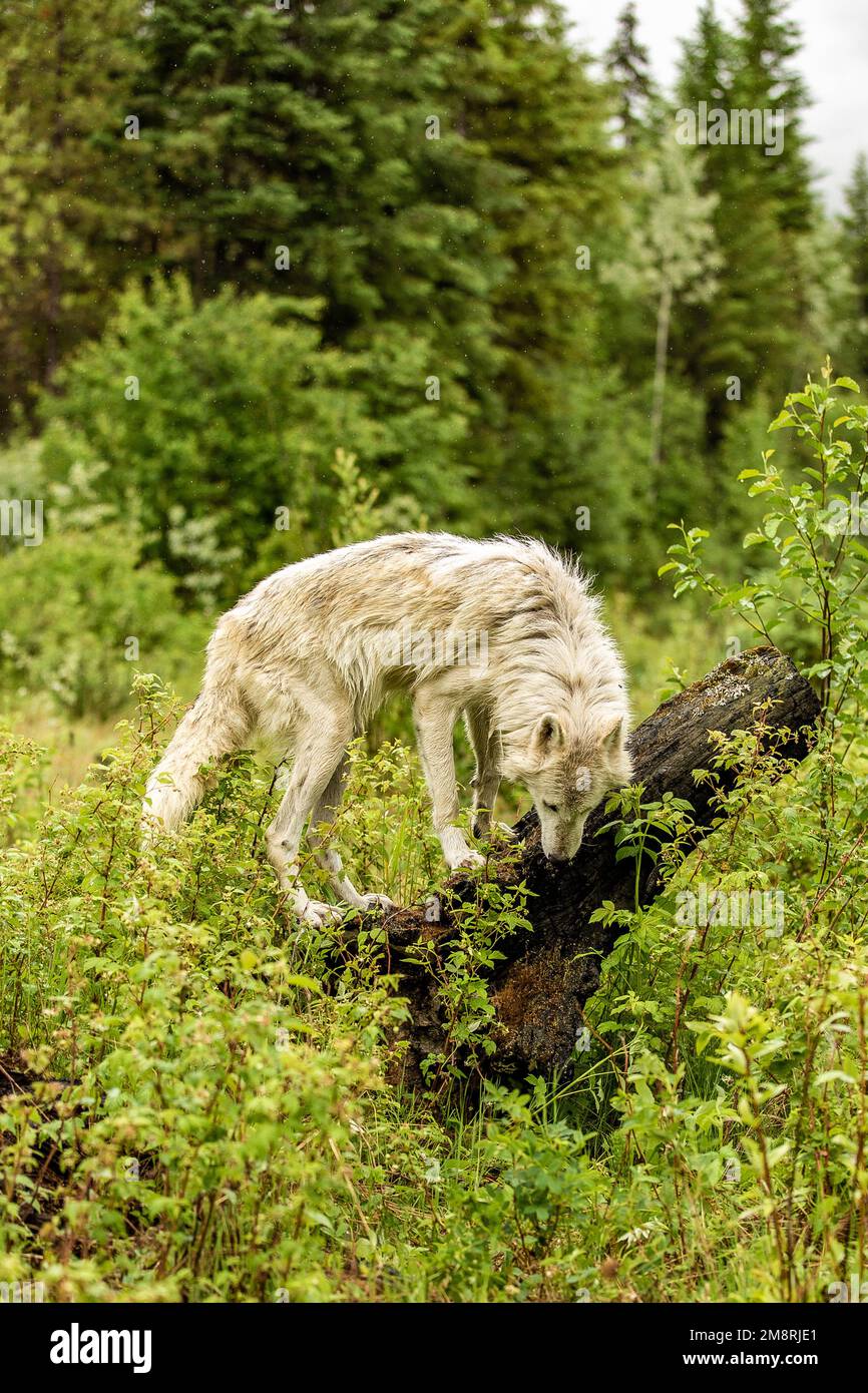 Loup sauvage canadien grimpant une bûche dans la nature sauvage au printemps, en Colombie-Britannique Banque D'Images