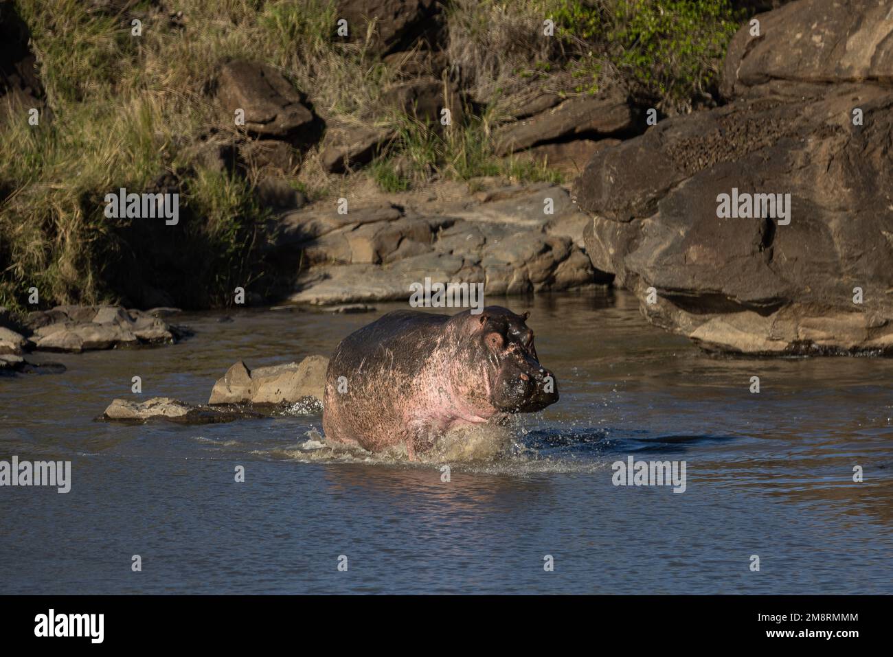 Hippopotames dans la rivière Banque D'Images
