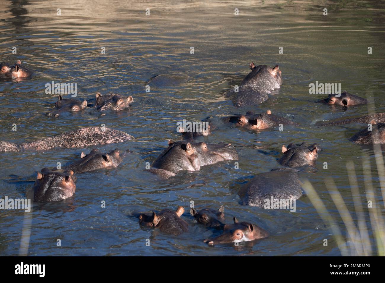 Hippopotames dans la rivière Banque D'Images