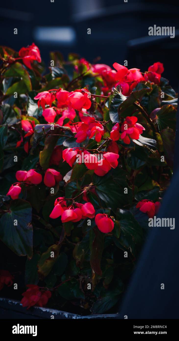 Un cliché vertical de fleurs de l'aile du dragon de la begonia rose Banque D'Images