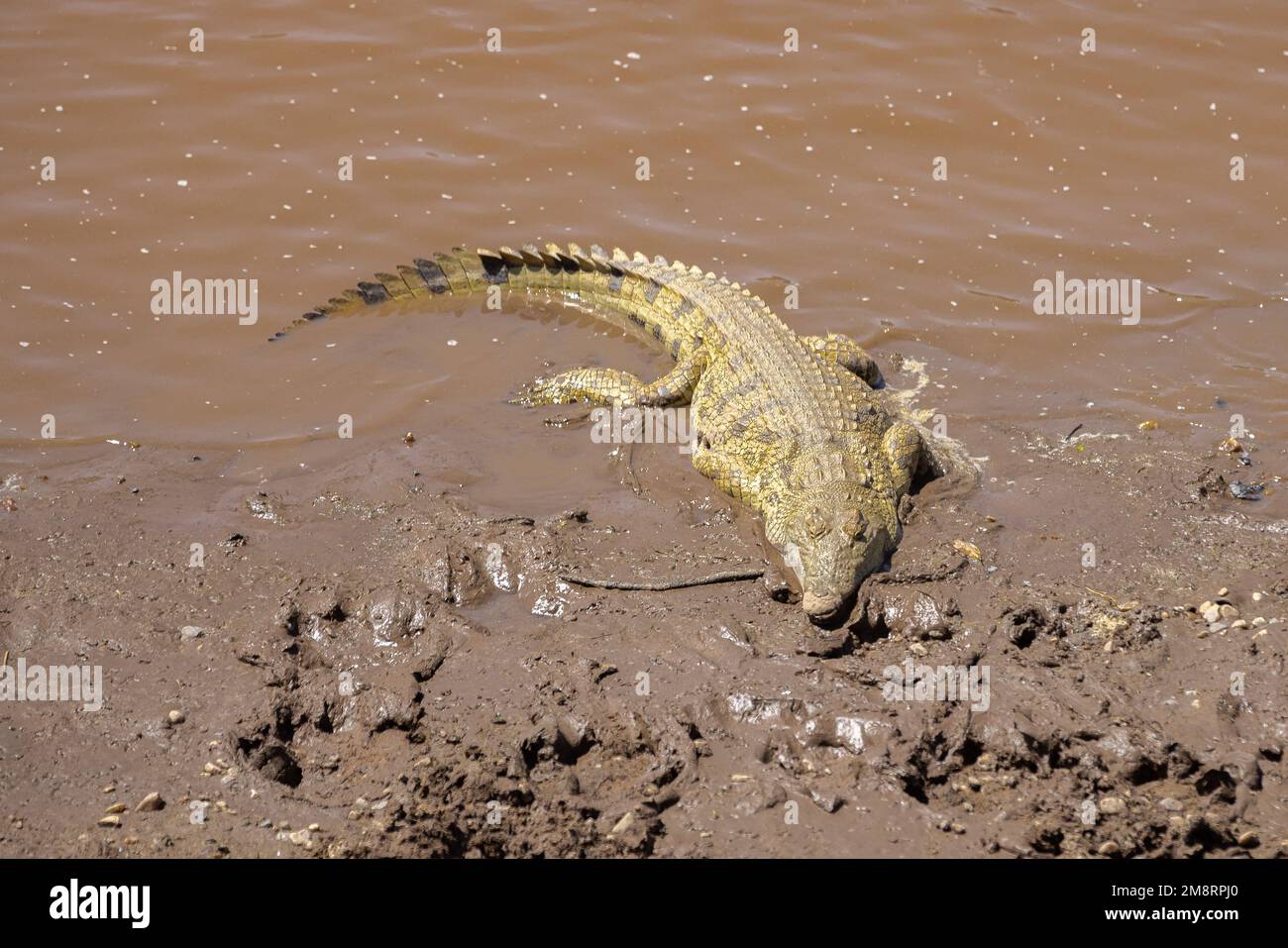 Le crocodile repose dans la boue Banque D'Images