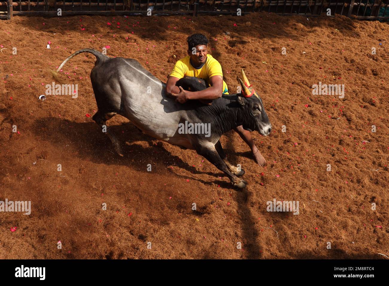 Madurai, Tamil Nadu, Inde. 15th janvier 2023. Un participant tente de contrôler un taureau lors du festival annuel traditionnel de tuing à taureaux ''Jallikattu'' dans le village d'Avaniyapuram, à la périphérie de Madurai, à Tamilnadu. Jallikattu est un sport traditionnel de taureau tamoul qui a lieu pendant Pongal, un festival de récolte dans l'État indien de Tamil Nadu. (Credit image: © Sri Loganathan/ZUMA Press Wire) USAGE ÉDITORIAL SEULEMENT! Non destiné À un usage commercial ! Crédit : ZUMA Press, Inc./Alay Live News Banque D'Images