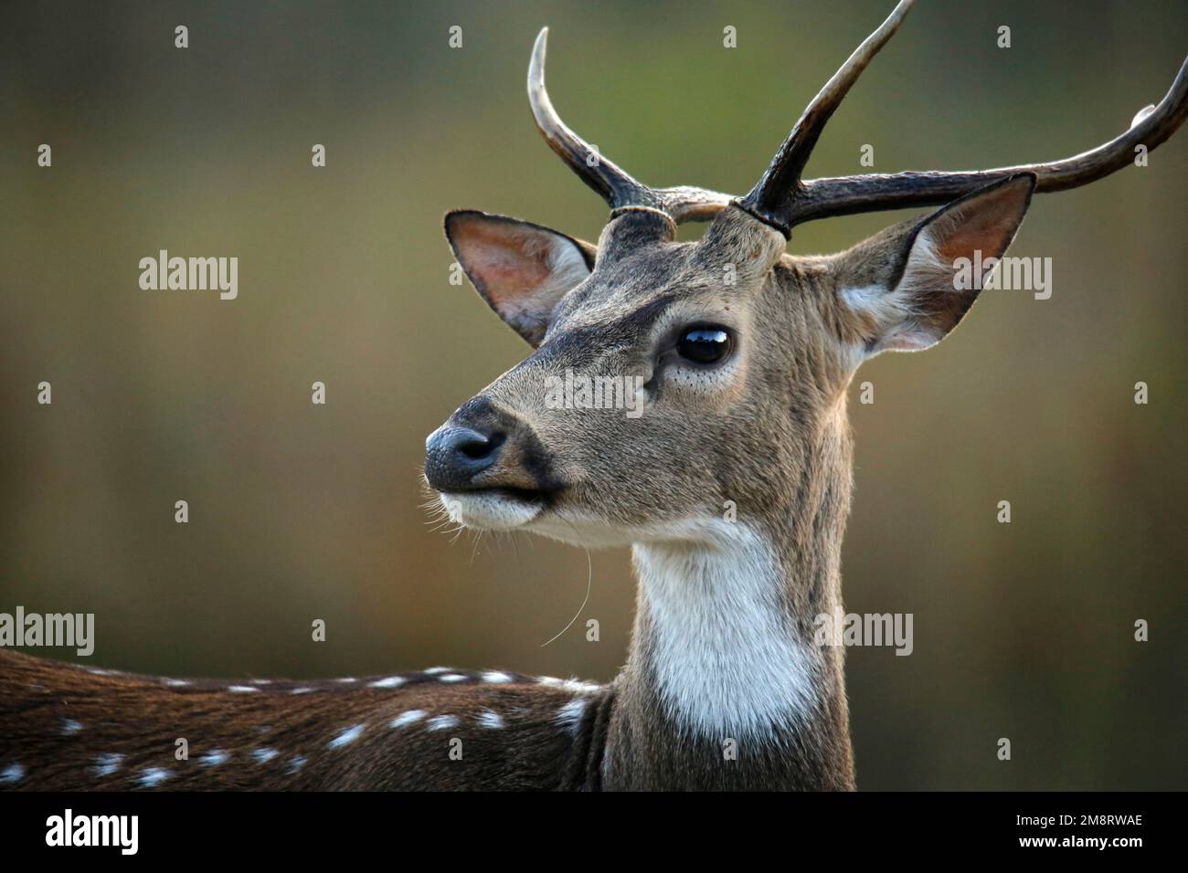Gros plan d'un cerf maculé (axe – alias Chital, Axis Deer). Parc national Jim Corbett, Inde Banque D'Images