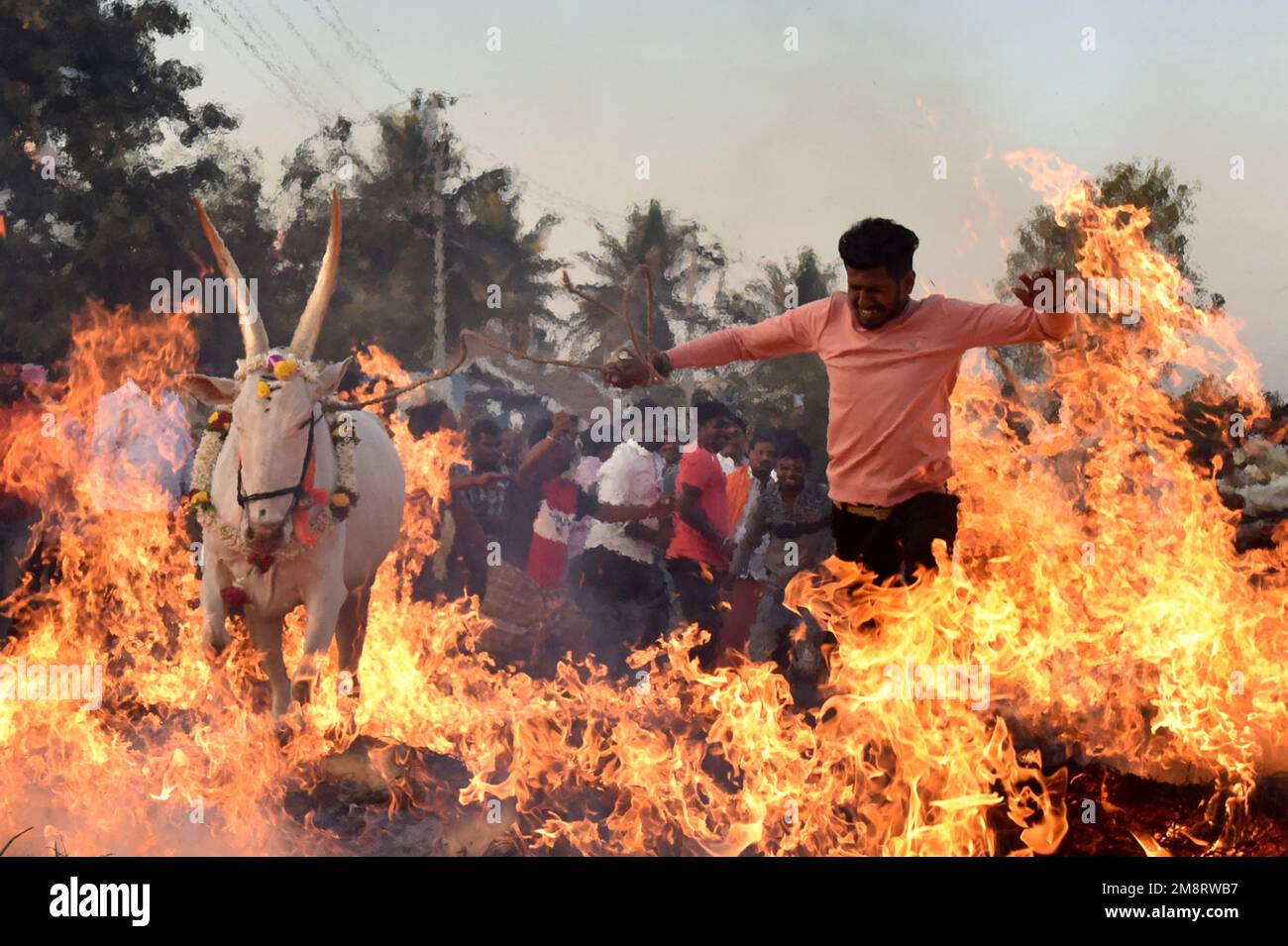 Bangalore, Inde. 15th janvier 2023. Un homme fait un bétail traverser le feu en célébration de Makar Sankranti, un festival hindou qui marque le retour du soleil dans l'hémisphère Nord, à Bangalore, Inde, le 15 janvier 2023. Credit: STR/Xinhua/Alay Live News Banque D'Images