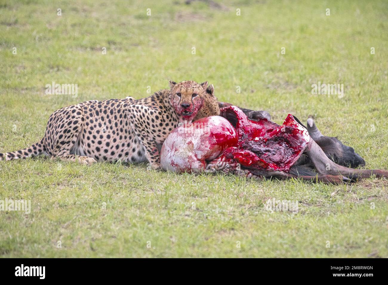 Les cheetahs mangent leur mort pendant que les visiteurs de safari regardent Banque D'Images