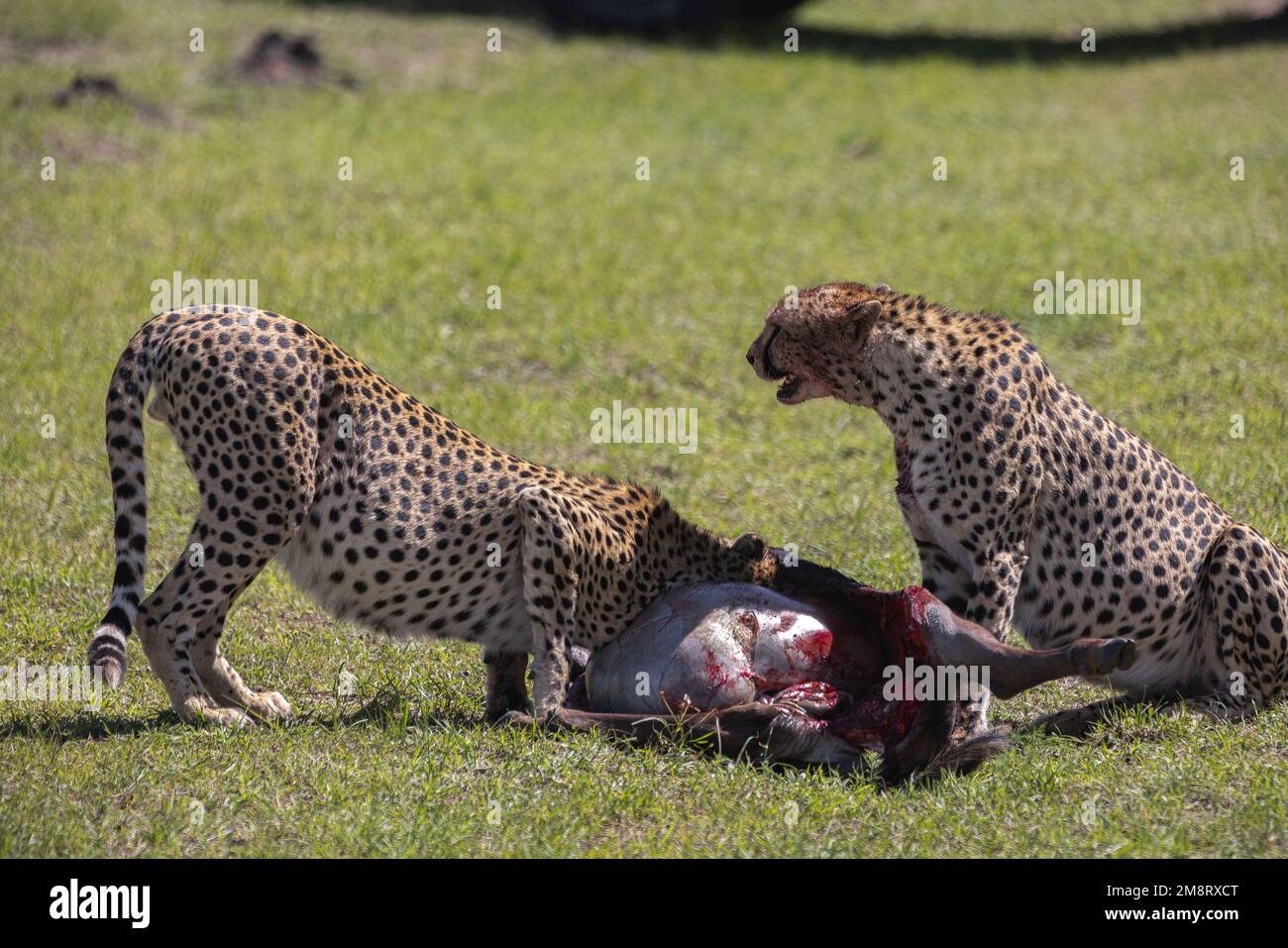Les cheetahs mangent leur mort pendant que les visiteurs de safari regardent Banque D'Images