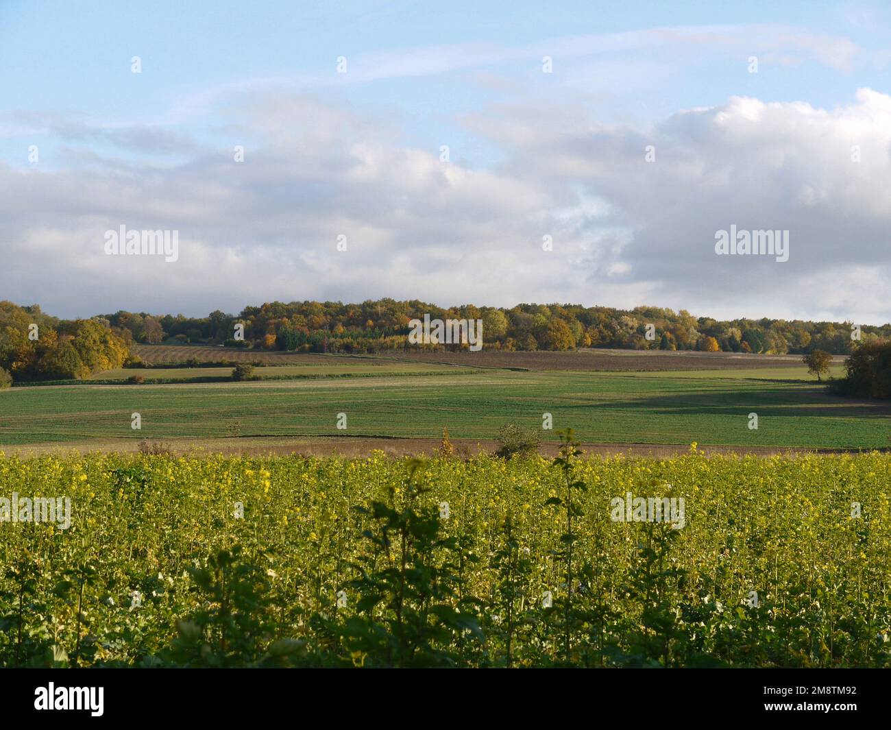 Paysage de campagne. Crécy-la-Chapelle. Seine-et-Marne. France Europe. / Campagne. Crécy-la-Chapelle. Seine-et-Marne. France. Europe. Banque D'Images