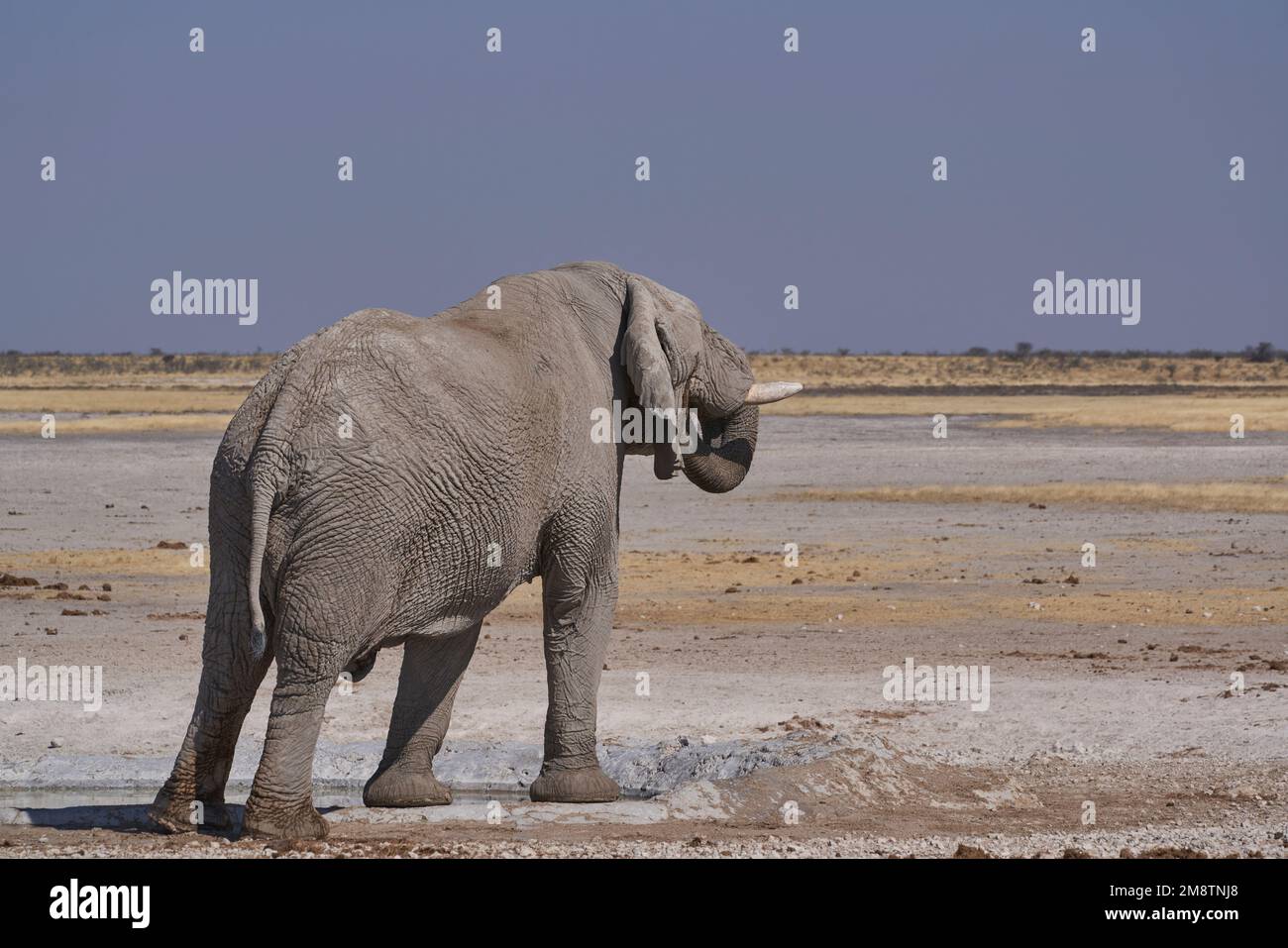 Éléphant d'Afrique (Loxodonta africana) en train de boire dans un trou d'eau du parc national d'Etosha, en Namibie Banque D'Images
