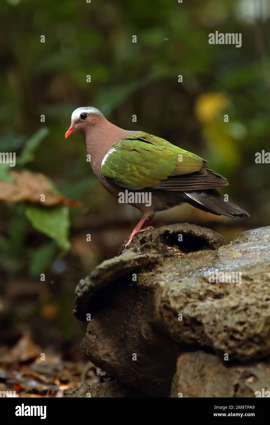 Emeraude Dove à capuchon gris (Chalcophaps indica indica) adulte mâle debout sur un rocher Chat Tien, Vietnam. Décembre Banque D'Images