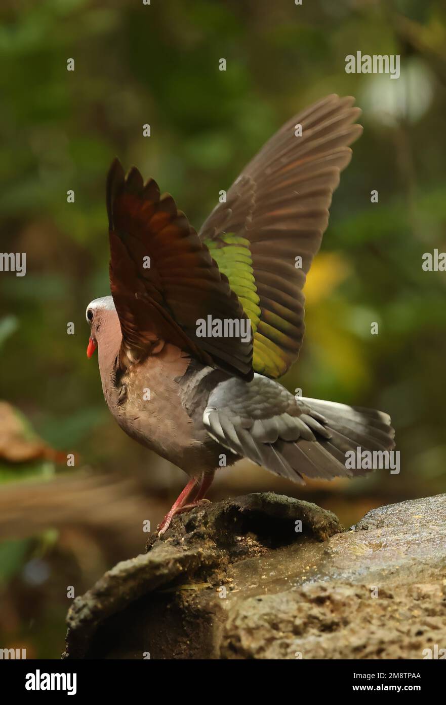 Emeraude Dove à capuchon gris (Chalcophaps indica indica) adulte mâle debout sur une roche avec des ailes soulevées Cat Tien, Vietnam. Décembre Banque D'Images