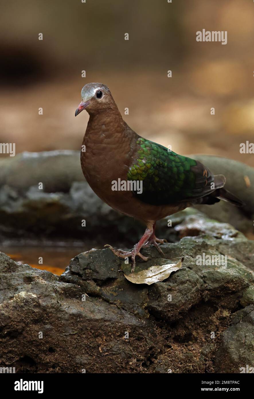 Colombe émeraude à capuchon gris (Chalcophaps indica indica) adulte femelle debout sur un rocher près de la piscine Cat Tien, Vietnam. Décembre Banque D'Images