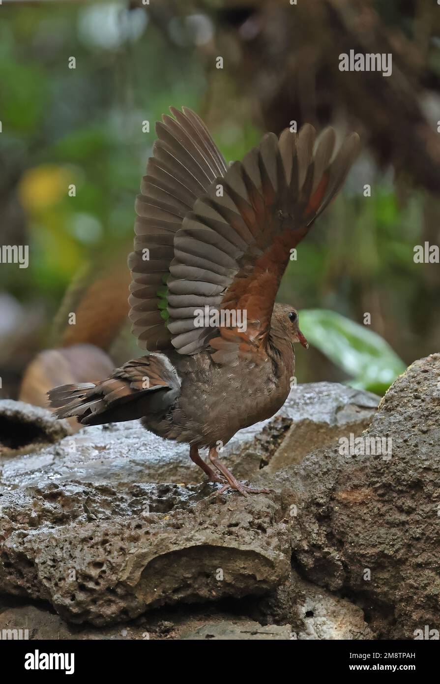 Colombe émeraude à capuchon gris (Chalcophaps indica indica) femelle adulte debout sur un rocher avec des ailes soulevées de Tien de chat, Vietnam. Décembre Banque D'Images