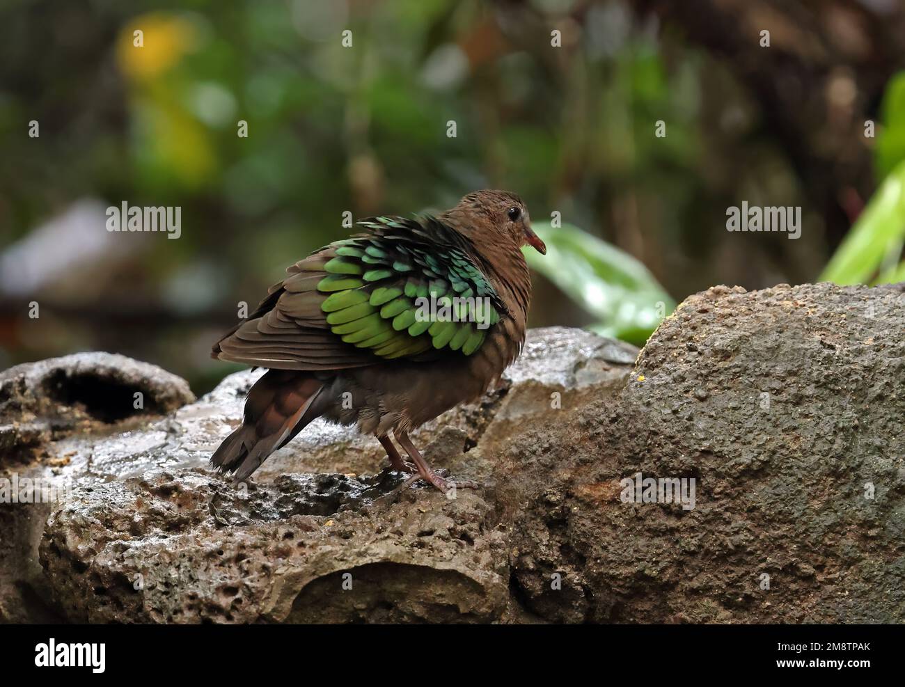 Colombe émeraude à capuchon gris (Chalcophaps indica indica) femelle adulte debout sur une roche fluffée de Tien de chat, Vietnam. Décembre Banque D'Images