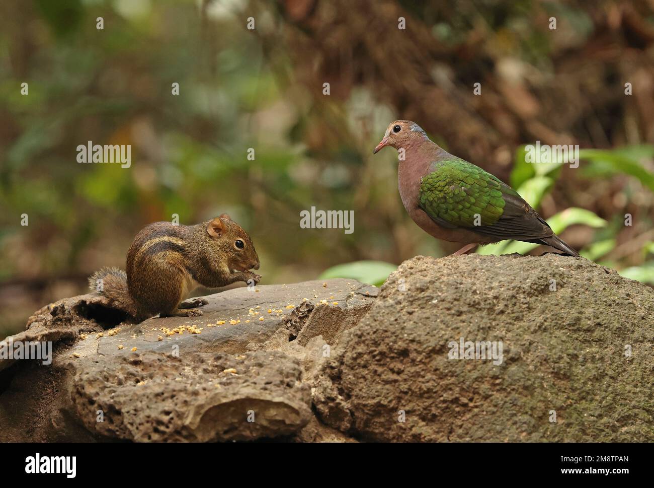 Dove émeraude à capuchon gris (Chalcophaps indica indica) femelle adulte debout sur une roche avec l'écureuil indochois (Menetes berdmorei) à l'alimentation s. Banque D'Images