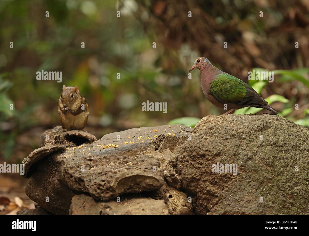 Dove émeraude à capuchon gris (Chalcophaps indica indica) femelle adulte debout sur une roche avec l'écureuil indochois (Menetes berdmorei) à l'alimentation s. Banque D'Images