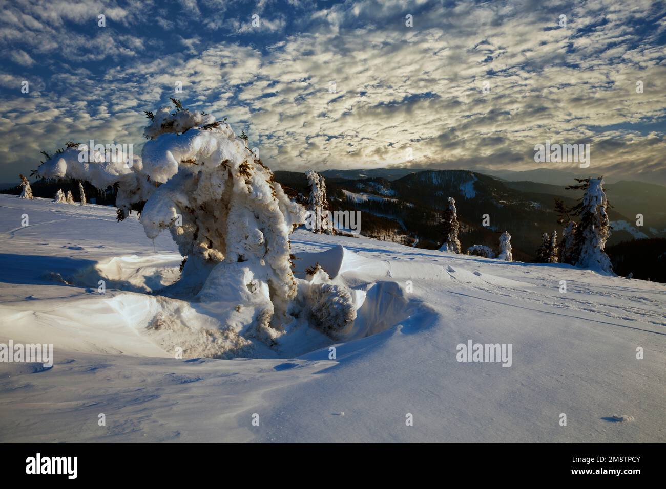 Spruches à bec, hiver, Feldberg, Forêt Noire, Bade-Wurtemberg, Allemagne Banque D'Images