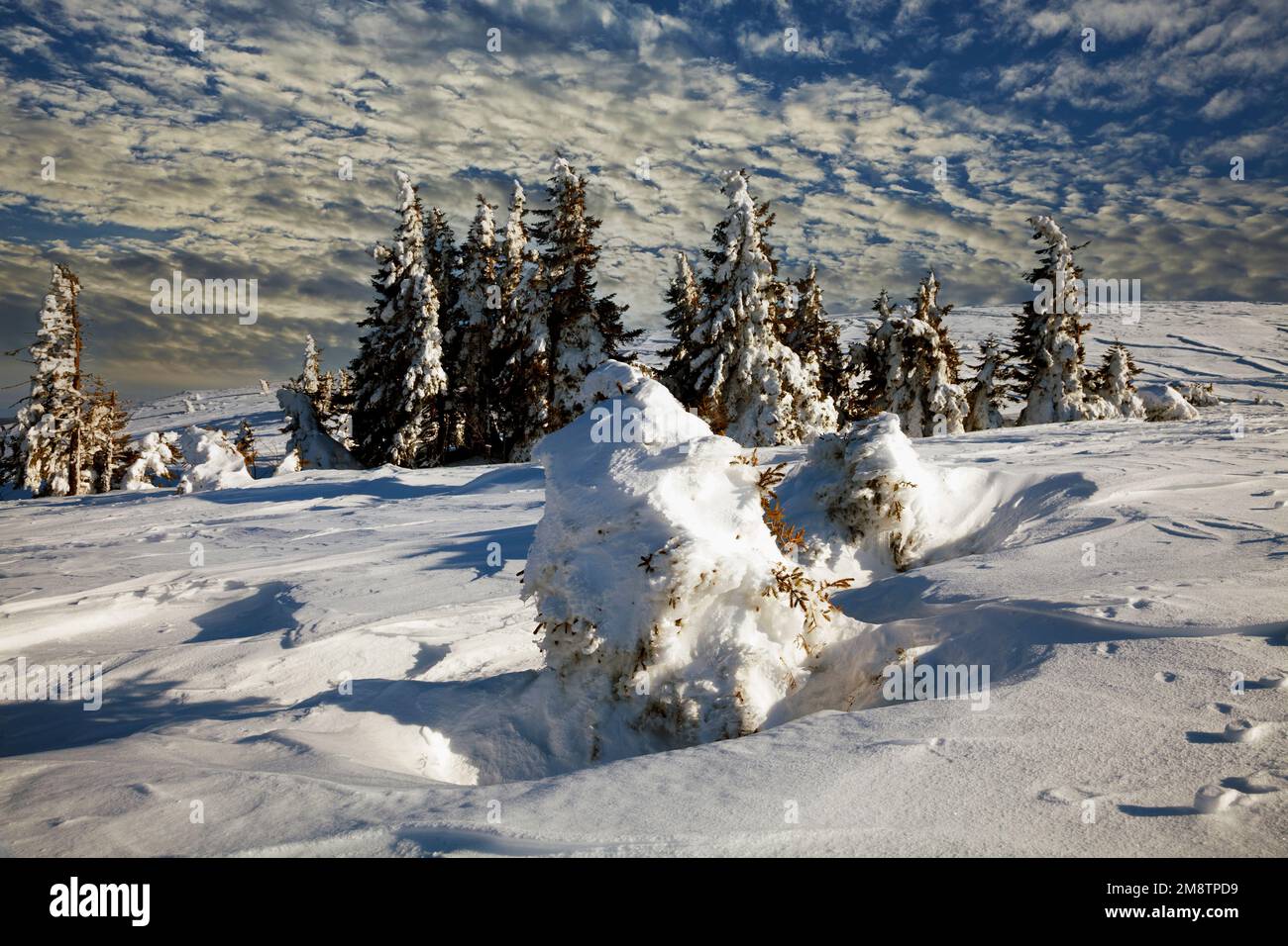 Spruches à bec, hiver, Feldberg, Forêt Noire, Bade-Wurtemberg, Allemagne Banque D'Images