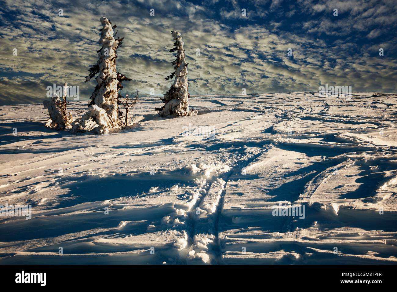 Spruches à bec, hiver, Feldberg, Forêt Noire, Bade-Wurtemberg, Allemagne Banque D'Images