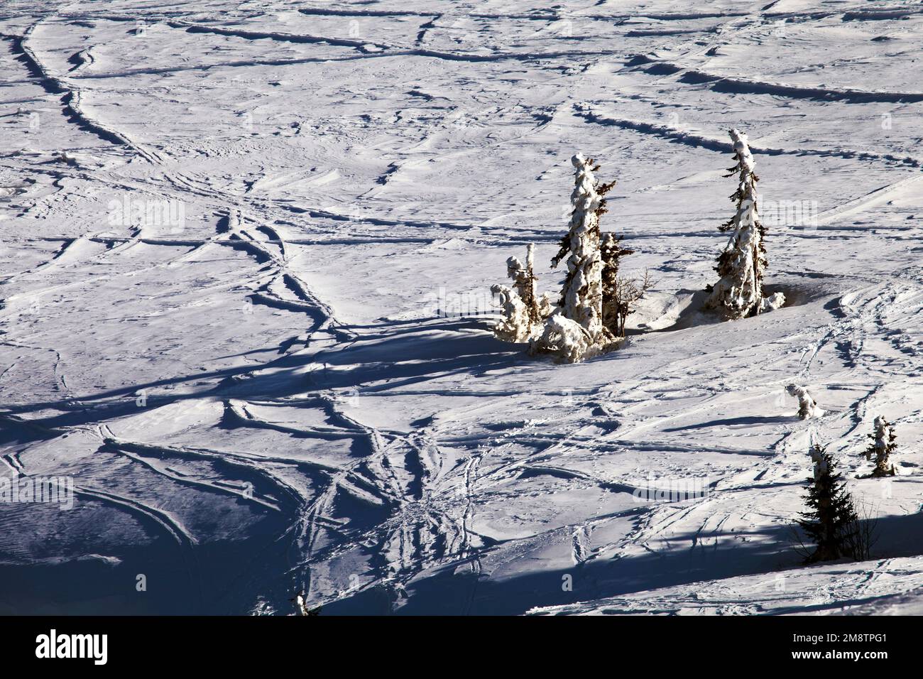 Spruches à bec, hiver, Feldberg, Forêt Noire, Bade-Wurtemberg, Allemagne Banque D'Images
