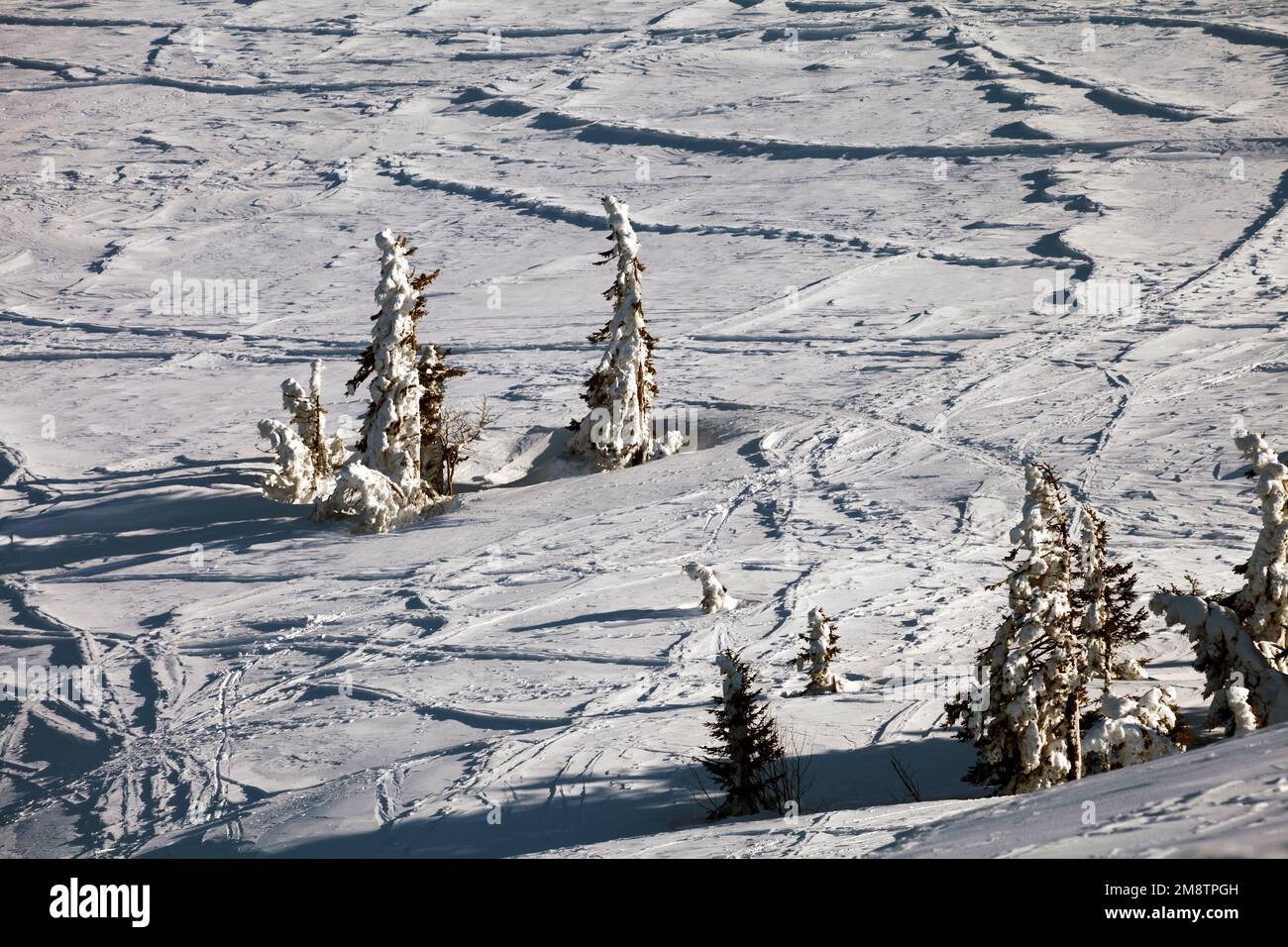 Spruches à bec, hiver, Feldberg, Forêt Noire, Bade-Wurtemberg, Allemagne Banque D'Images