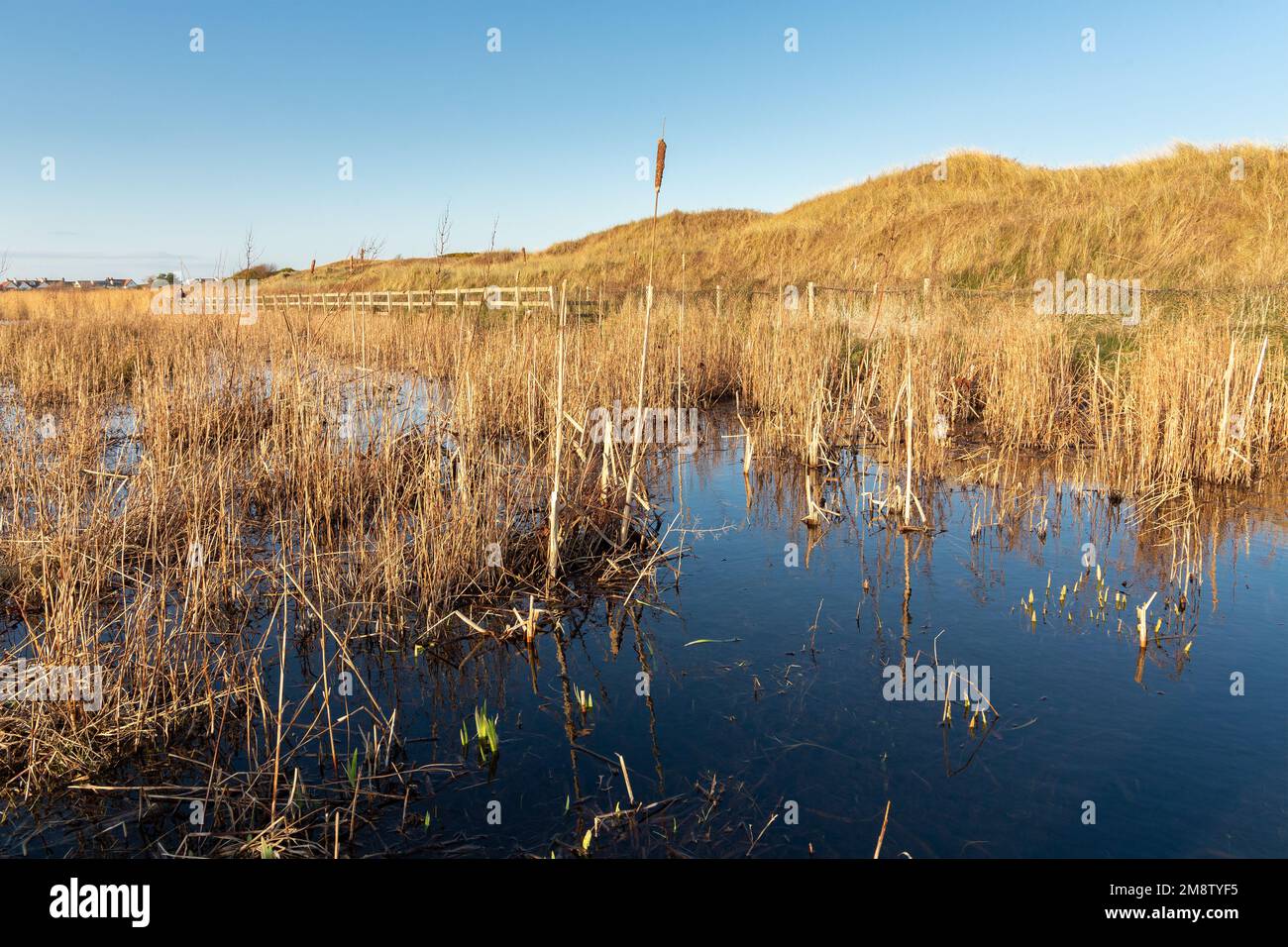 West Kirby, Royaume-Uni: Red Rocks Marsh, une réserve naturelle côtière composée de dunes de sable et de reedbeds, à côté du Royal Liverpool Golf C. Banque D'Images
