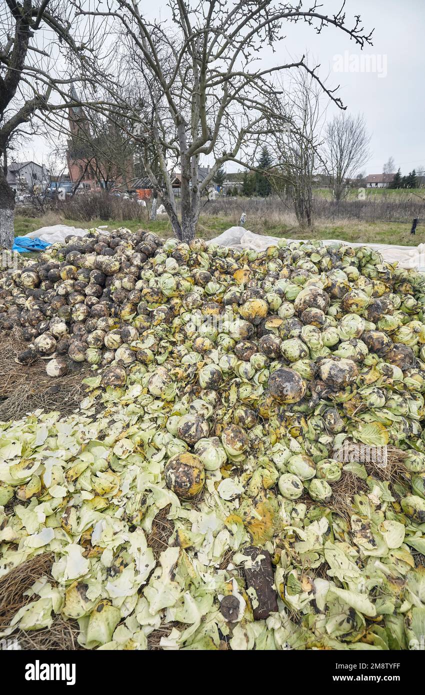 Photo de compost organique de chou pourri, foyer sélectif. Banque D'Images