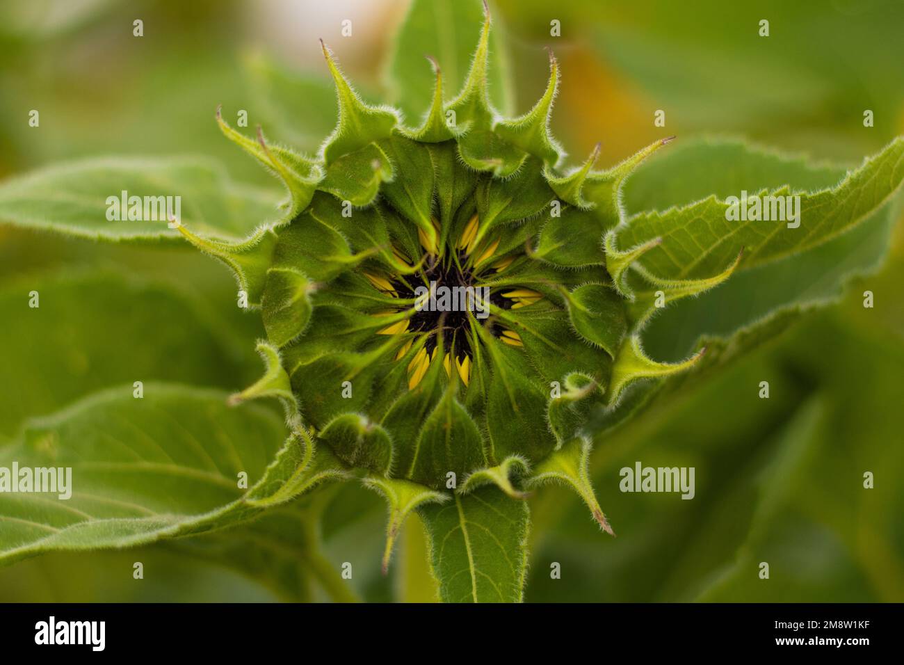 Bourgeon de tournesol Banque D'Images