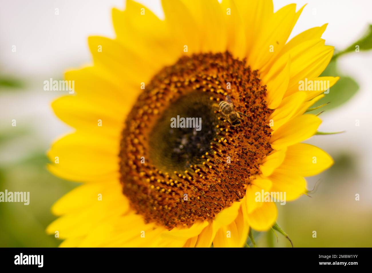 Abeille sur un tournesol Banque D'Images