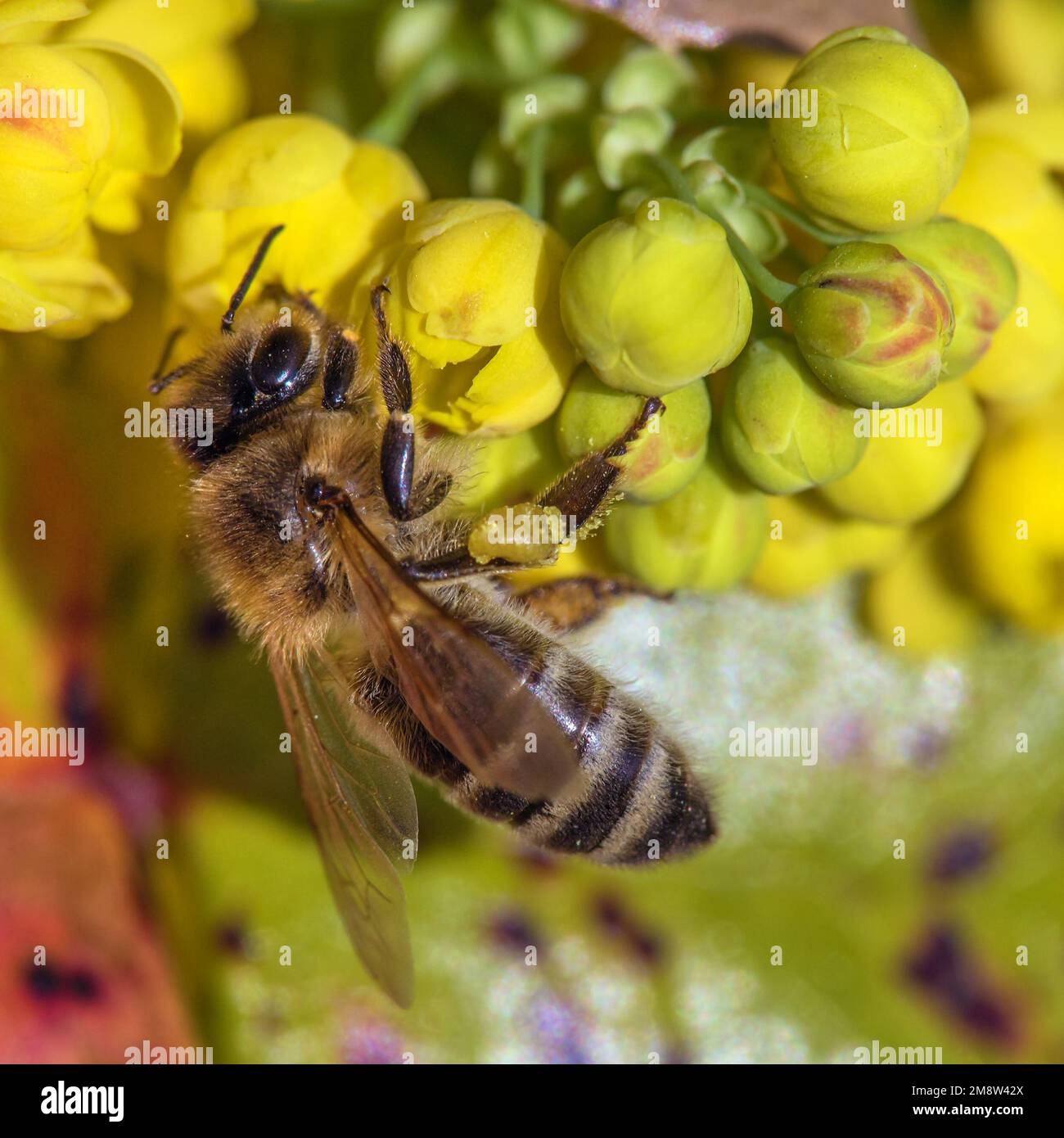 Détail de l'abeille ou de l'abeille en latin APIs mellifera, abeille européenne ou occidentale assise sur la fleur jaune Banque D'Images