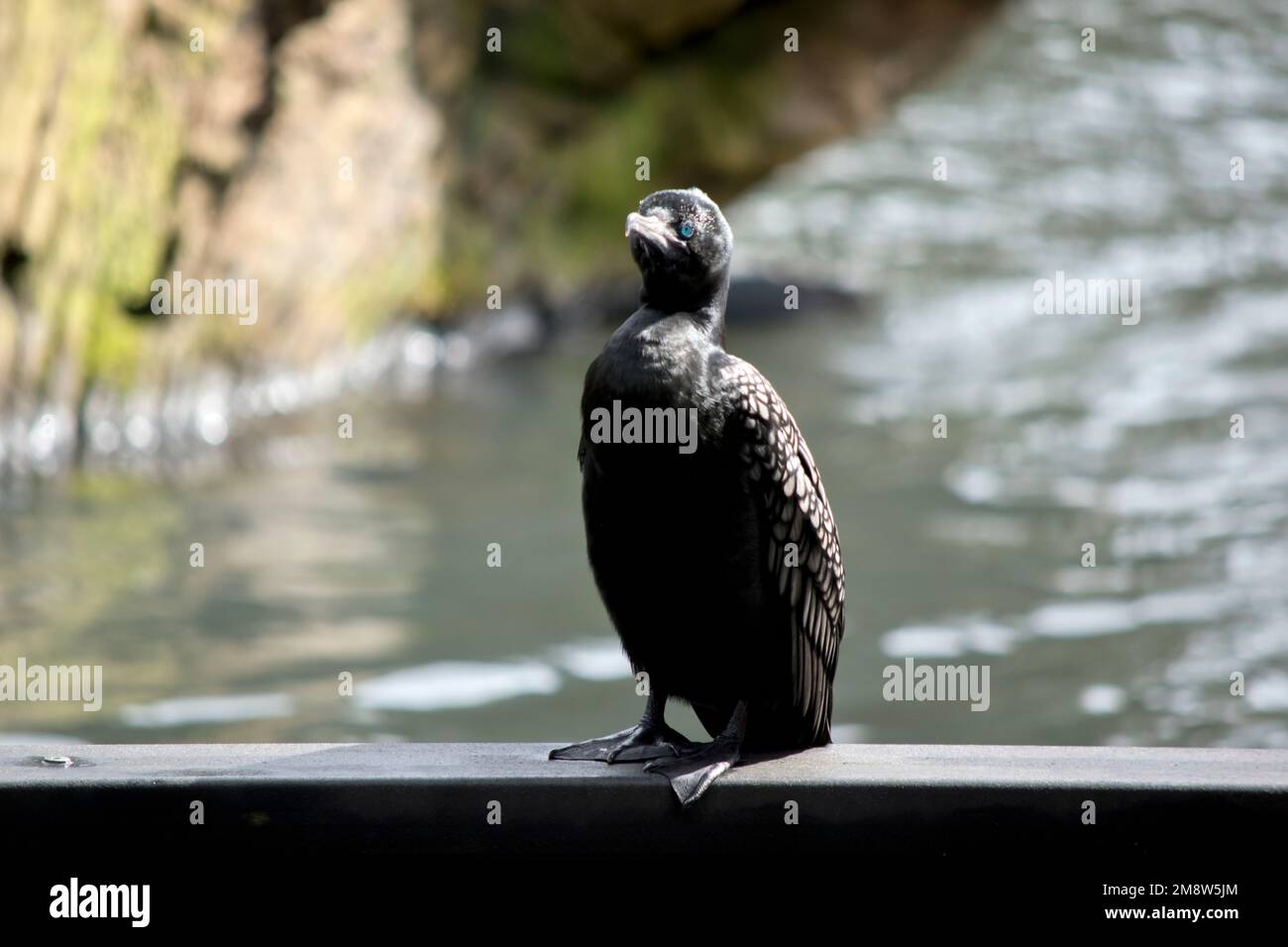 le petit cormoran noir est perché sur le bord de la jetée Banque D'Images