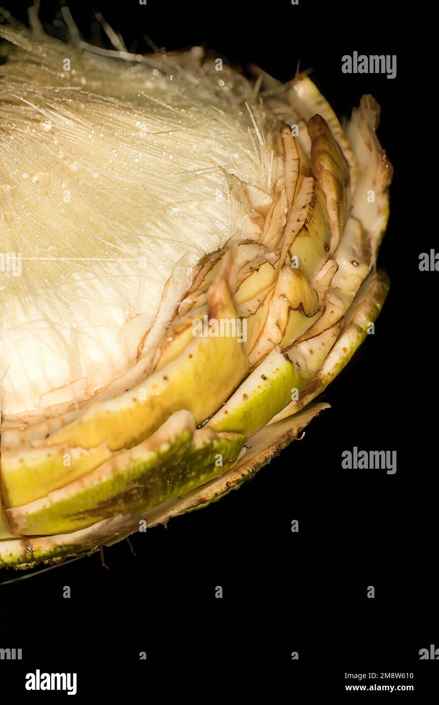 Artichoke, Cynara cardunculus var. scolymus Banque D'Images
