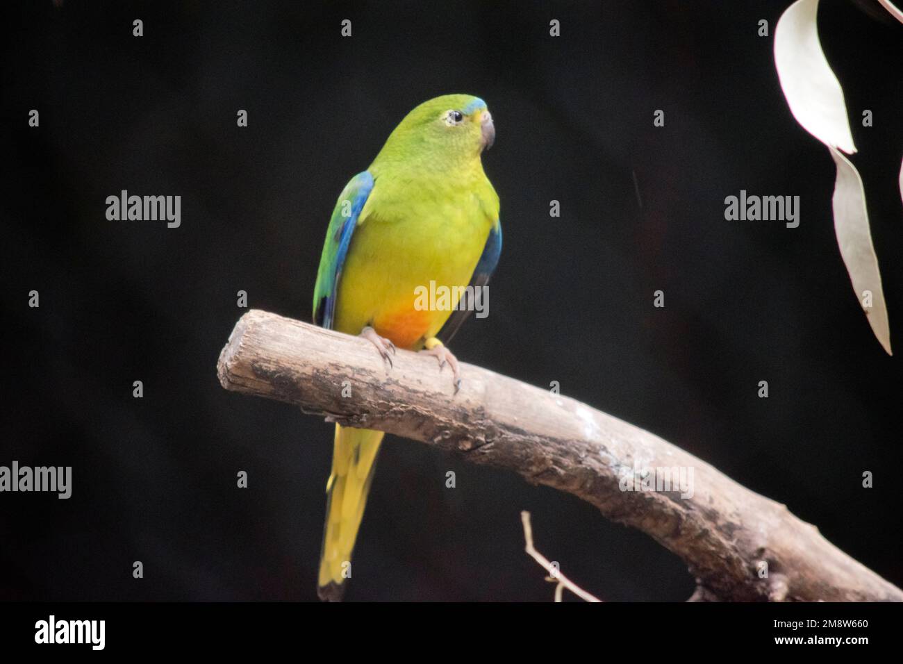 le perroquet à ventre orange a un corps vert clair avec de l'orange sur son fond et une ligne bleue sur le dessus de sa tête Banque D'Images