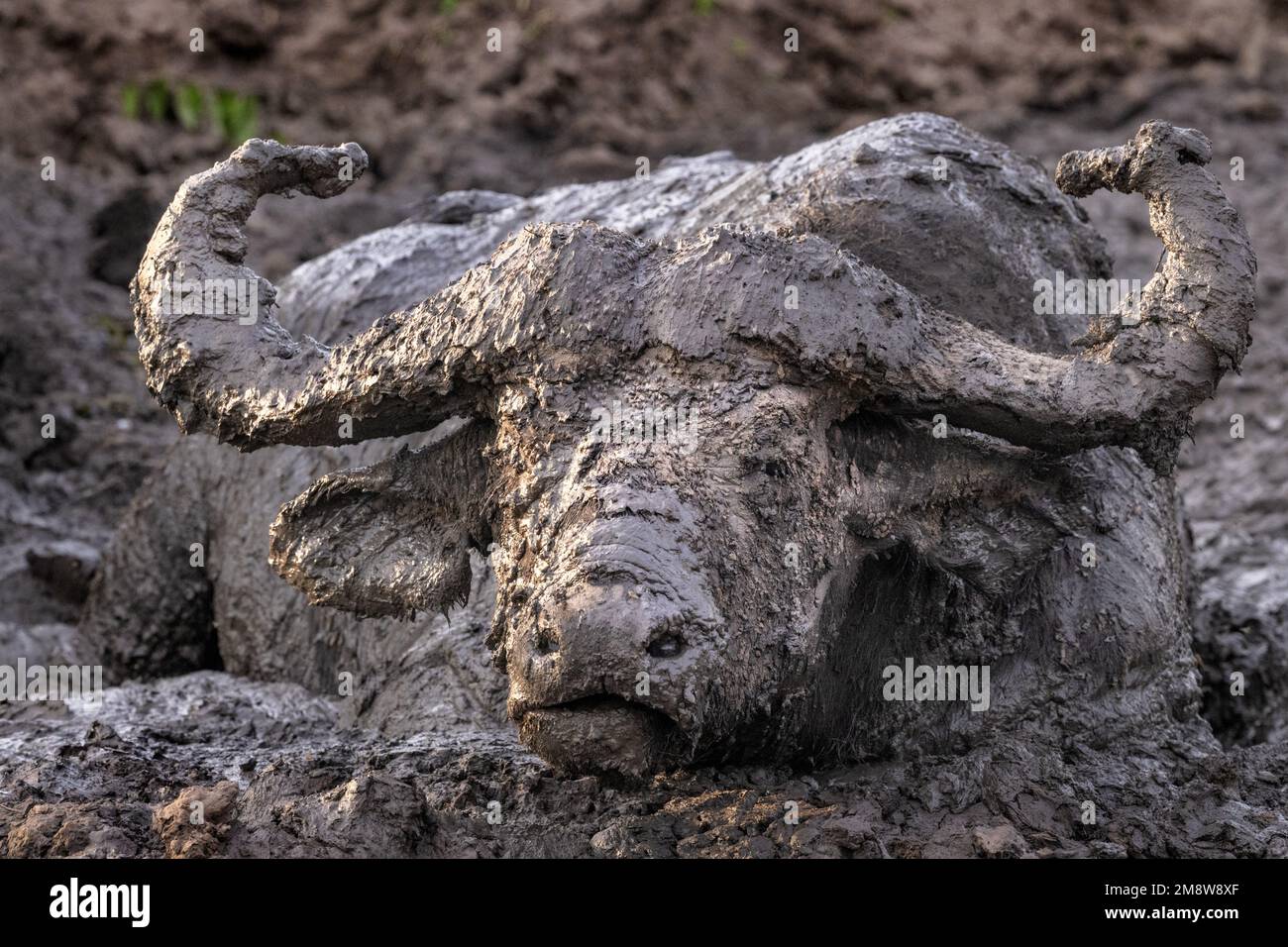 Un seul bison sauvage qui se laisse dans une piscine de boue dans un parc national en Ouganda, en Afrique de l'est. Banque D'Images