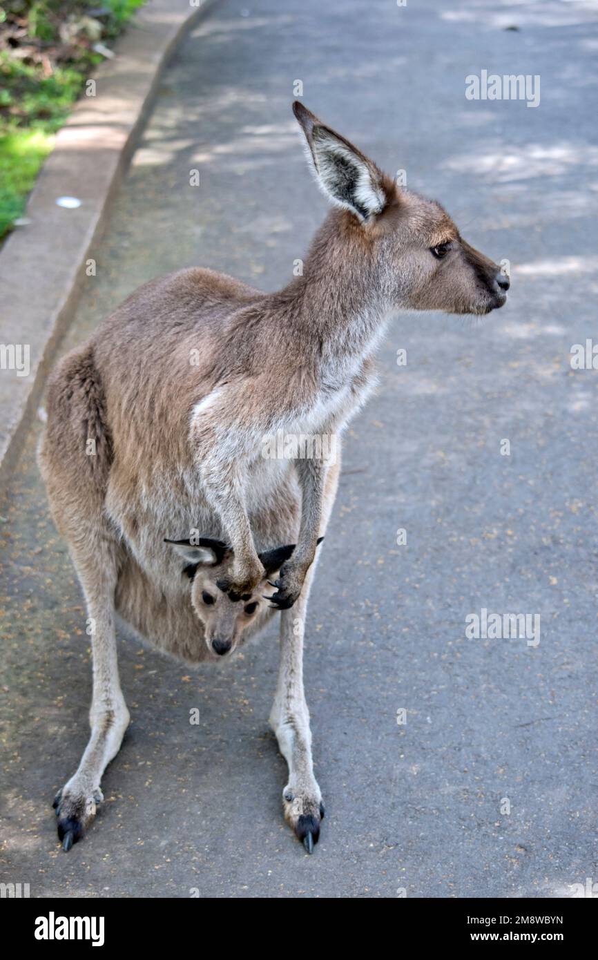 L'Ouest a un kangourou gris joey dans sa pochette Banque D'Images