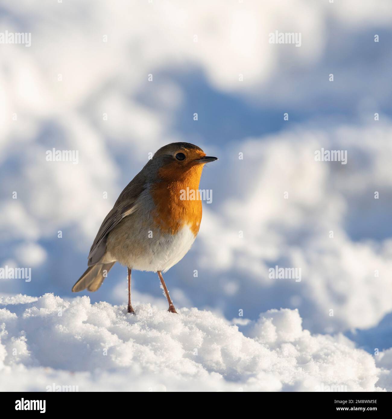 Une vue latérale d'un Robin (erithacus Rubecula) debout sur un monticule ensoleillé de neige Banque D'Images