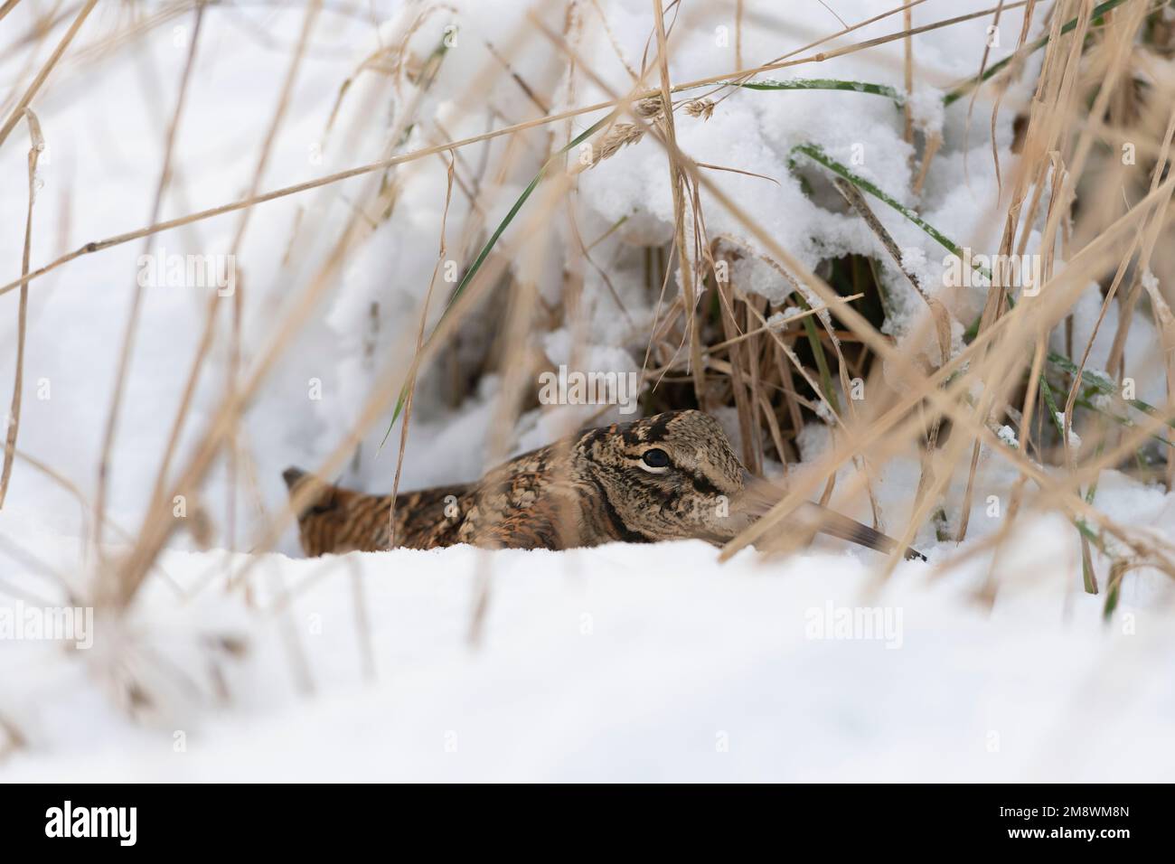 Un coq, ou Longbill, (Scolopax Rusticola) se faufilant dans une Hollow dans la neige et l'herbe pendant la lumière du jour Banque D'Images