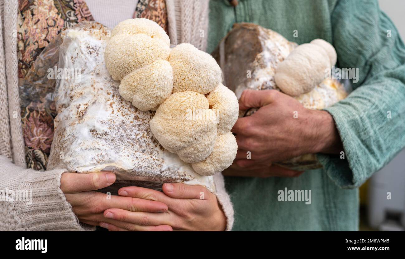 personnes tenant un milieu de culture avec des champignons de la mane de lion Banque D'Images