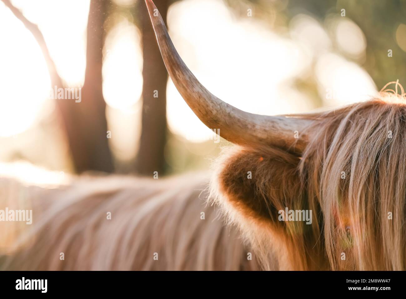 Gros plan sur la corne de la vache des Highlands sans visage dans la lumière dorée de l'après-midi Banque D'Images