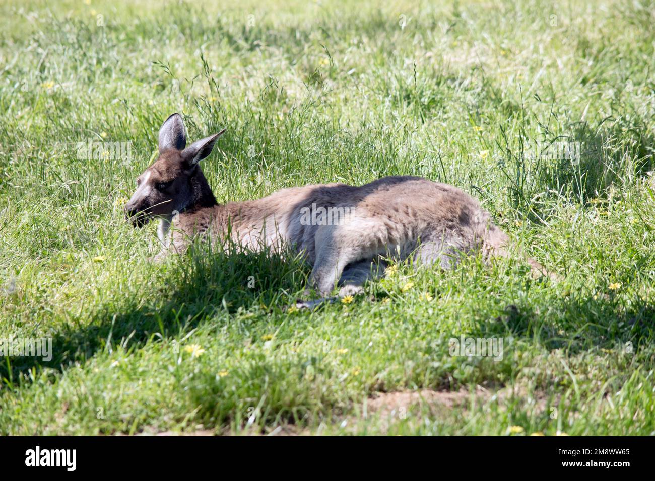 le kangourou gris de l'ouest repose dans la longue herbe Banque D'Images