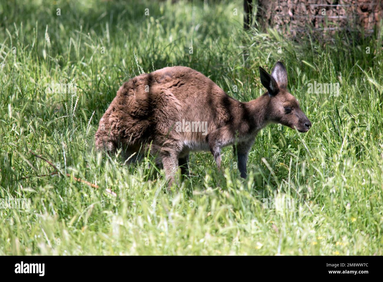 le kangourou gris de l'ouest repose dans la longue herbe Banque D'Images
