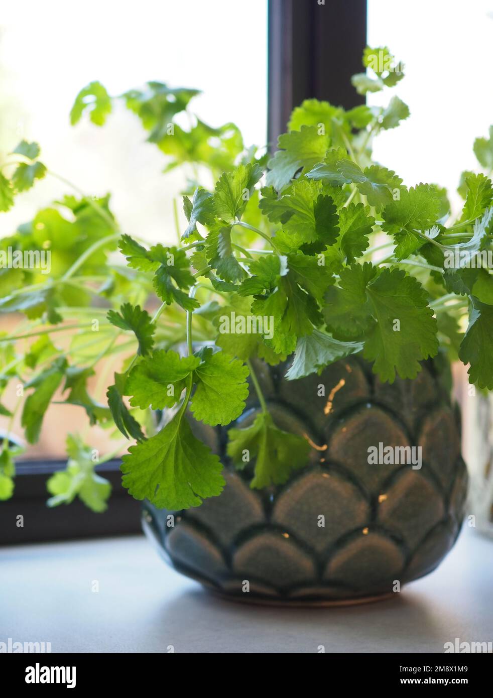 La coriandre (Coriandrum sativum) plante dans un joli pot sur un seuil de fenêtre de cuisine de près Banque D'Images