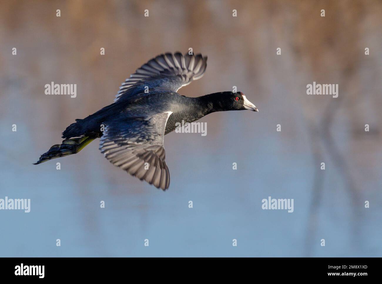 American Coot (Fulica americana) volant au-dessus du lac, Brazos Bend State Park, Texas, États-Unis. Banque D'Images