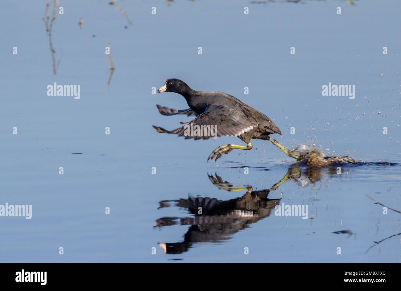 American Coot (Fulica americana) prenant l'avion de l'eau, Brazos Bend State Park, Texas, États-Unis. Banque D'Images