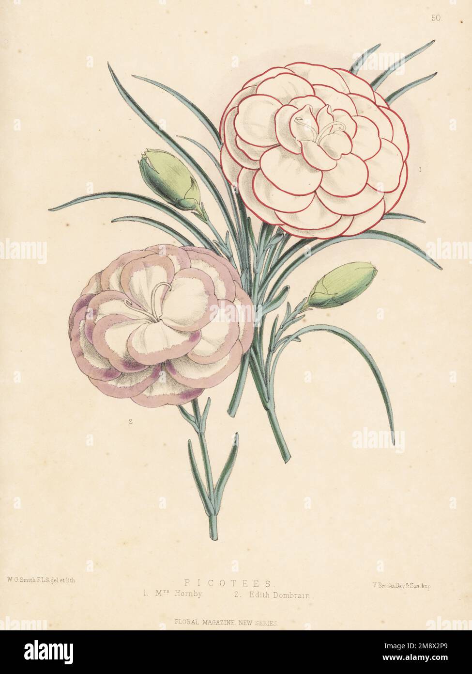 Hybrides Picotee: Mme Hornby 1 et Edith Dombrain 2. Cultivé par Charles Turner de Slough et le révérend C. Fellowes de Norfolk. Illustration botanique de couleur main dessinée et lithographiée par Worthington George Smith de Henry Honywood Dombrain's Floral Magazine, New Series, Volume 2, L. Reeve, Londres, 1873. Lithographie imprimée par Vincent Brooks, Day & son. Banque D'Images