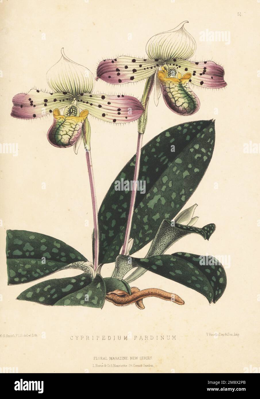 Espèce d'orchidées de palpède de Lady, Paphiopedilum venutum. Importé des Antilles orientales par William Bull Comme Cypripedium pardinum. Illustration botanique de couleur main dessinée et lithographiée par Worthington George Smith de Henry Honywood Dombrain's Floral Magazine, New Series, Volume 2, L. Reeve, Londres, 1873. Lithographie imprimée par Vincent Brooks, Day & son. Banque D'Images