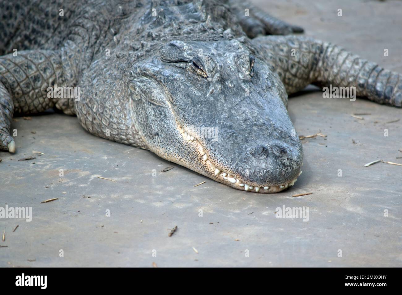 il s'agit d'un gros plan d'une tête d'alligators Banque D'Images